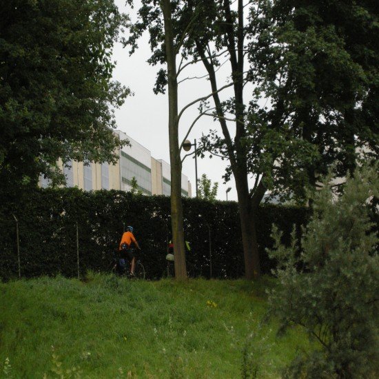 4  Common Tree Issues Along With Measures To Solve Them